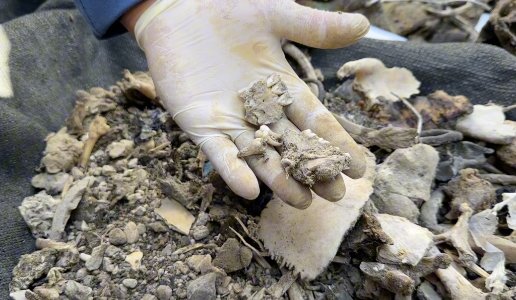 Civil defense teams collect Palestinians' remains from under the rubble in Rafah. (Photo: Hassan Eslieh)